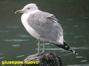 Gabbiano comune & Gabbiano reale
